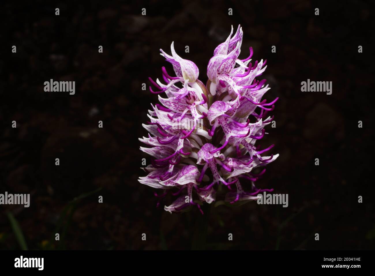 Flor púrpura-blanca de Orchis simia, la orquídea mono, orquídea  primavera-floración del Mediterráneo, en el hábitat natural de Creta,  primer plano con negro Fotografía de stock - Alamy