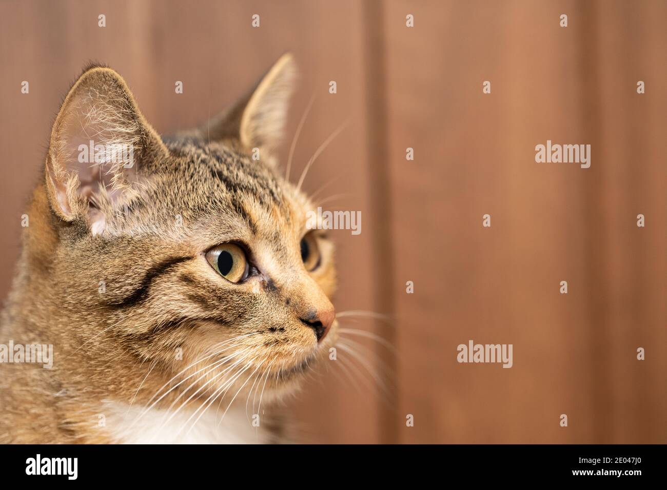 La cabeza del gato en un primer plano se pueden ver grandes ojos y  salientes orejas puntiagudas. Largos whiskers de gato blanco Fotografía de  stock - Alamy