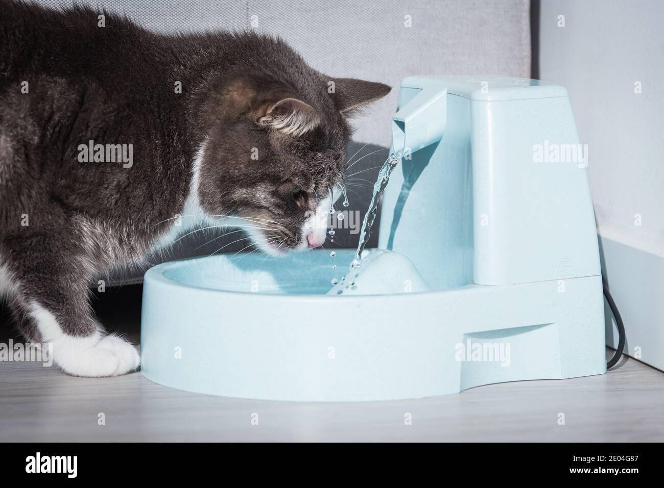 Mi Gato Gotea Agua Por La Boca Cat playing with water Fotos e Imágenes de stock - Alamy