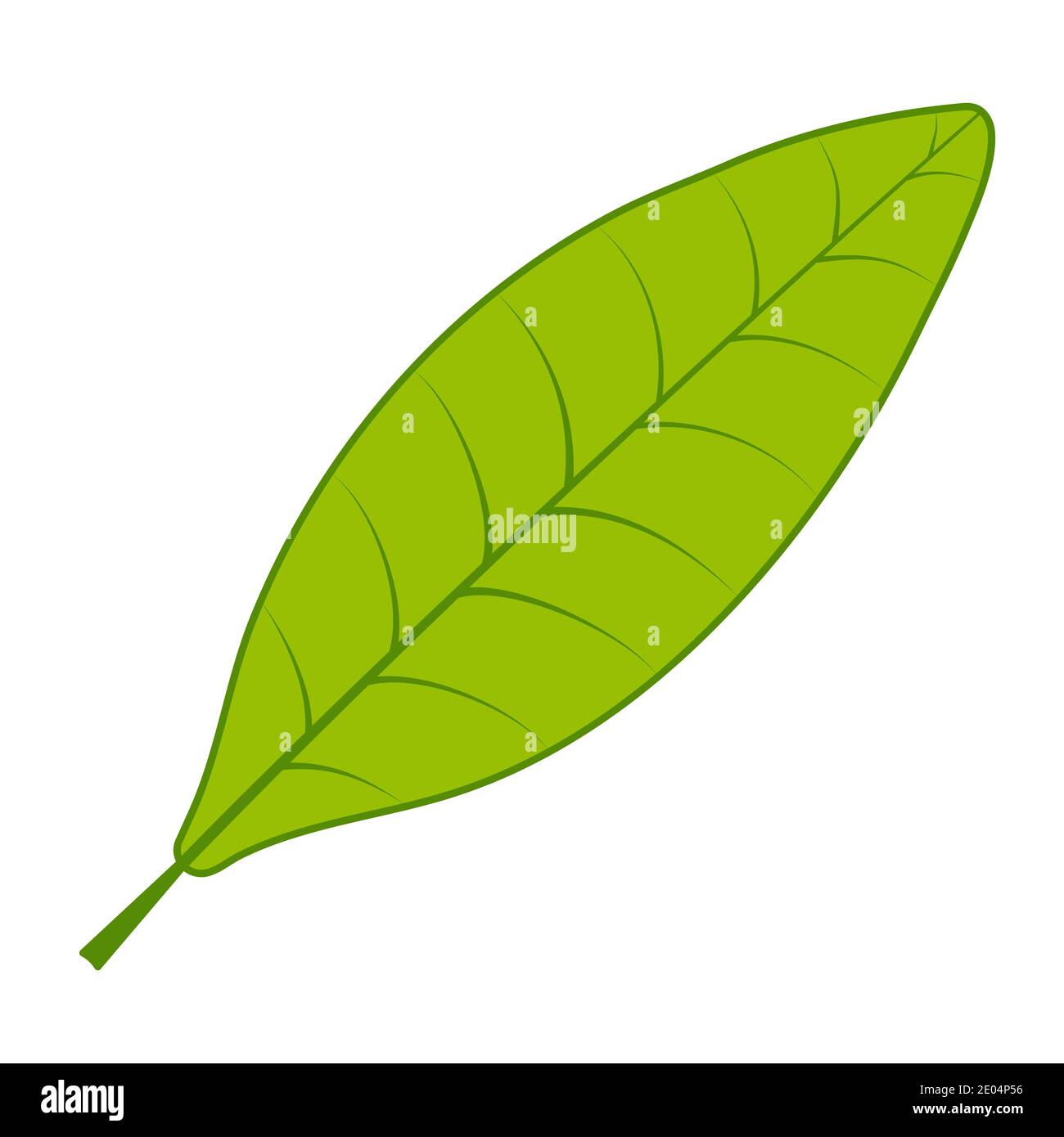 Té verde hoja vector té árbol hoja sobre fondo blanco Ilustración del Vector