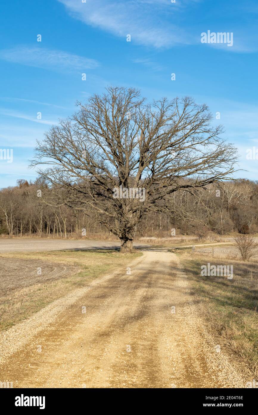 Árbol solitario a lo largo del camino de tierra en una tarde fría de invierno. Magnolia, Illinois. Foto de stock