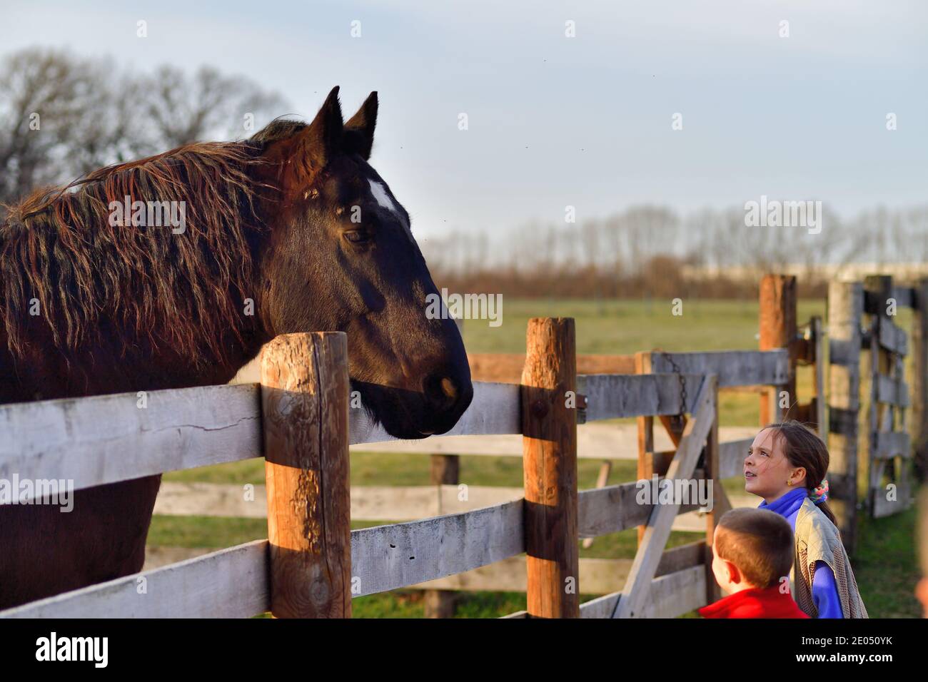 West Chicago, Illinois, EE.UU. Un gran caballo relacionado con un niño y una niña en un entorno rural en una granja en funcionamiento. Foto de stock
