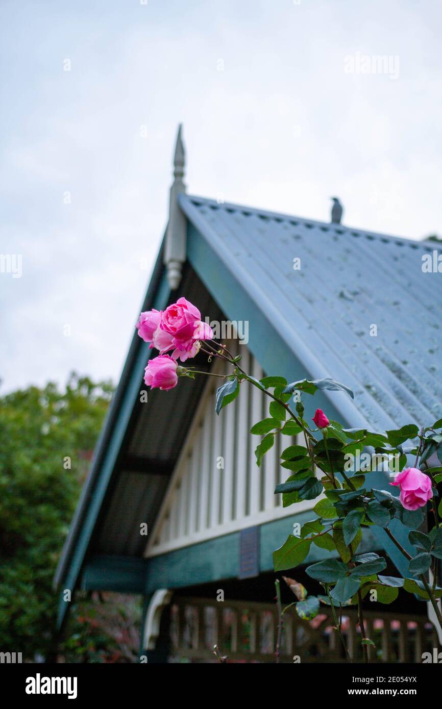 Hermosa composición de una rosa suburbana Foto de stock
