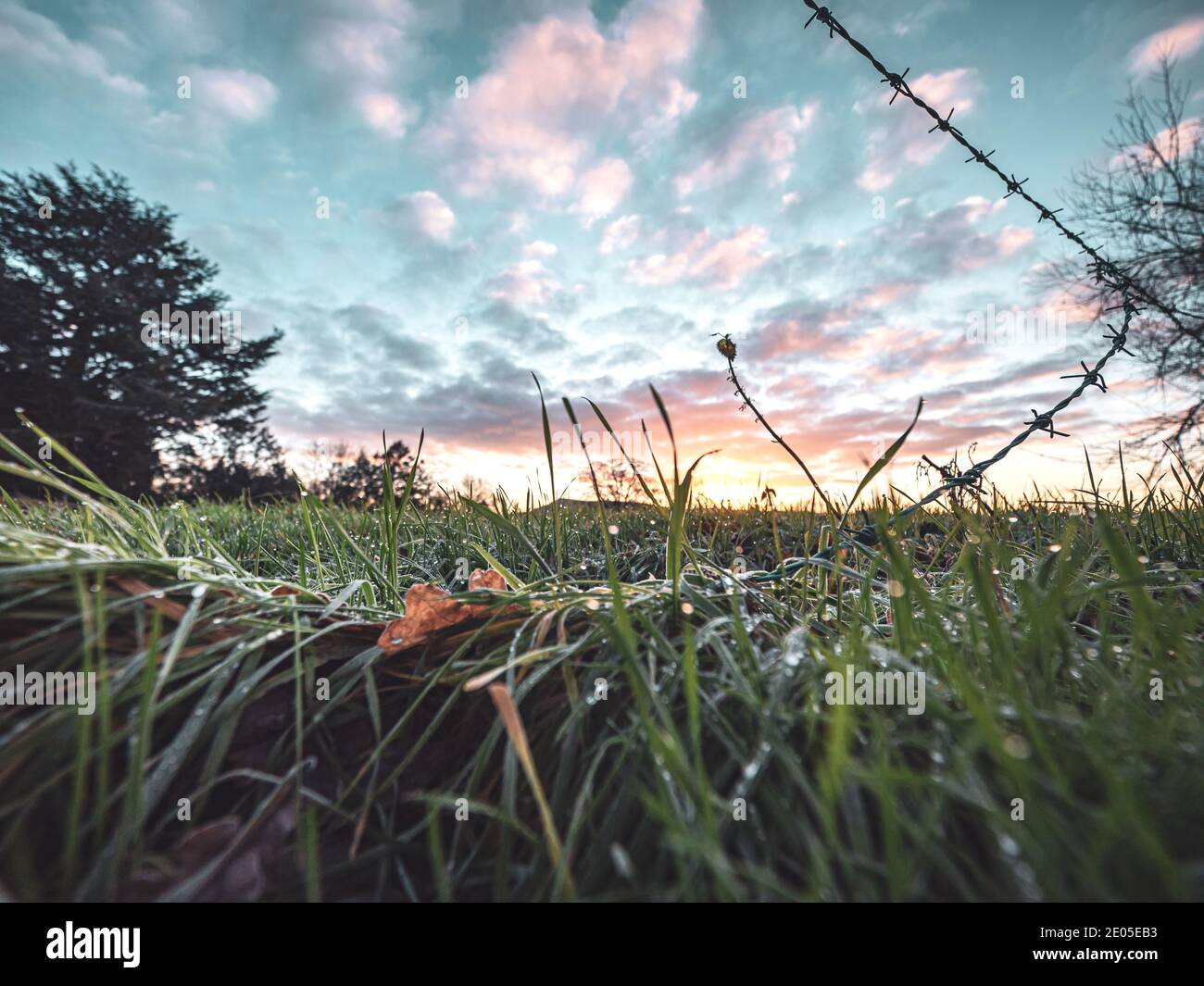 Bajo nivel, gran ángulo de primer plano de hierba congelada cargada de rocío en una mañana de puesta de sol de invierno atmósfera brumosa. Foto de stock