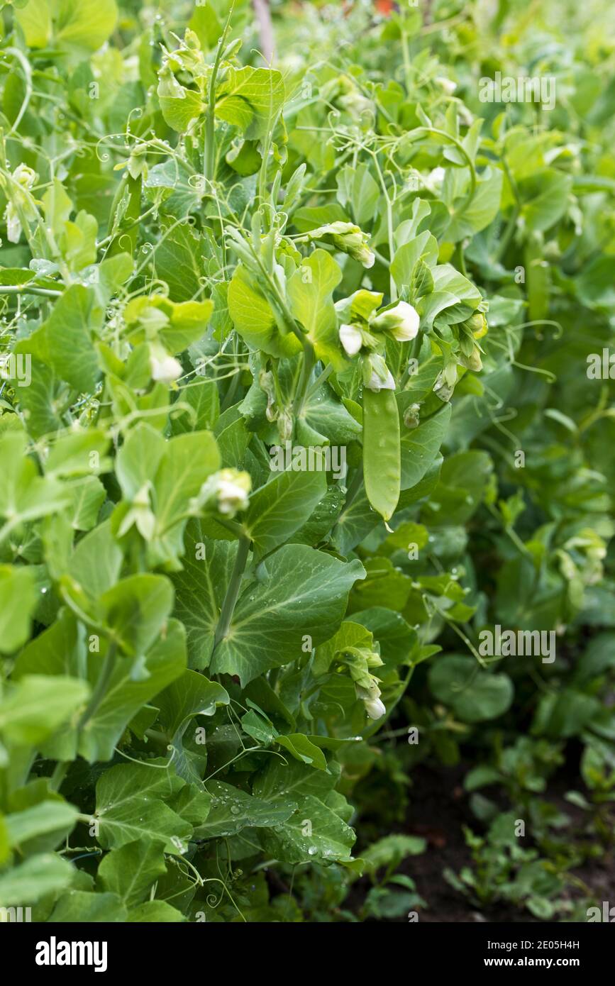 Temprano en adelante los guisantes del jardín Foto de stock