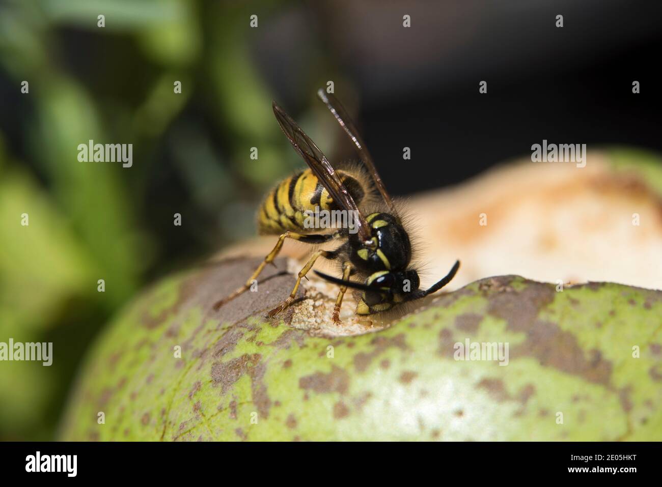 Avispa común, Vespula vulgaris, alimentándose en una pera caída de la Conferencia Foto de stock