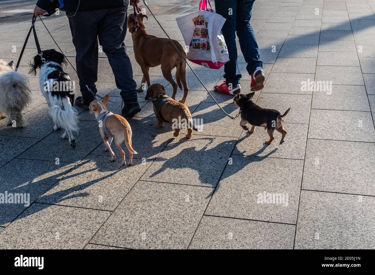 Una mujer camina con perros de mascotas en una correa, probablemente ella es una niñera de mascotas. Un hombre la acompaña después de ir de compras al centro de la ciudad. Composición horizontal. Foto de stock