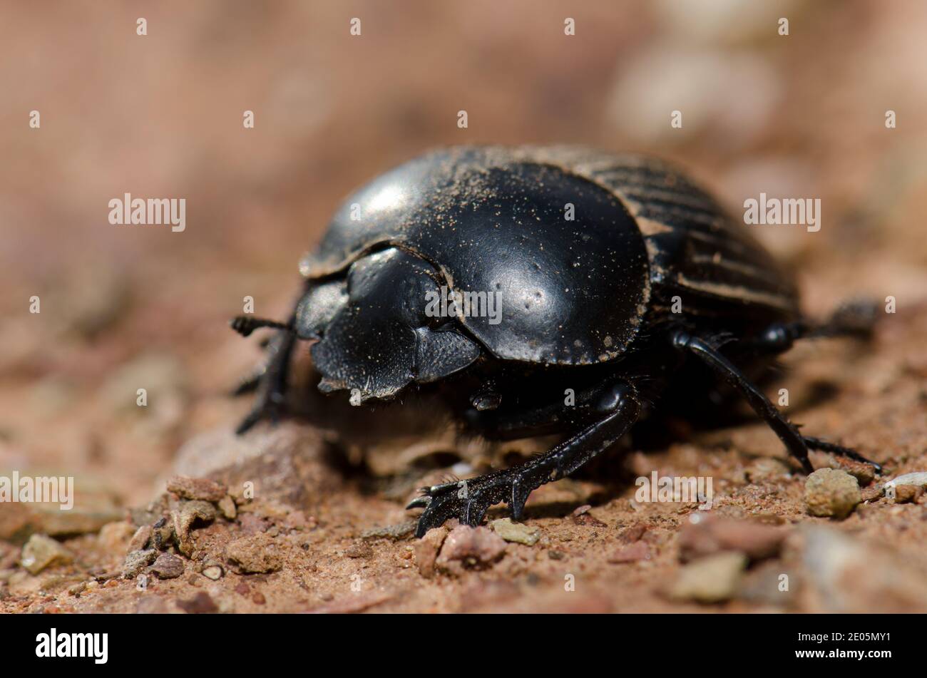 Escarabajo de estiércol que agujeraba la tierra Scarabaeus laticollis. Parque Nacional de Monfrague. Cáceres. Extremadura. España. Foto de stock