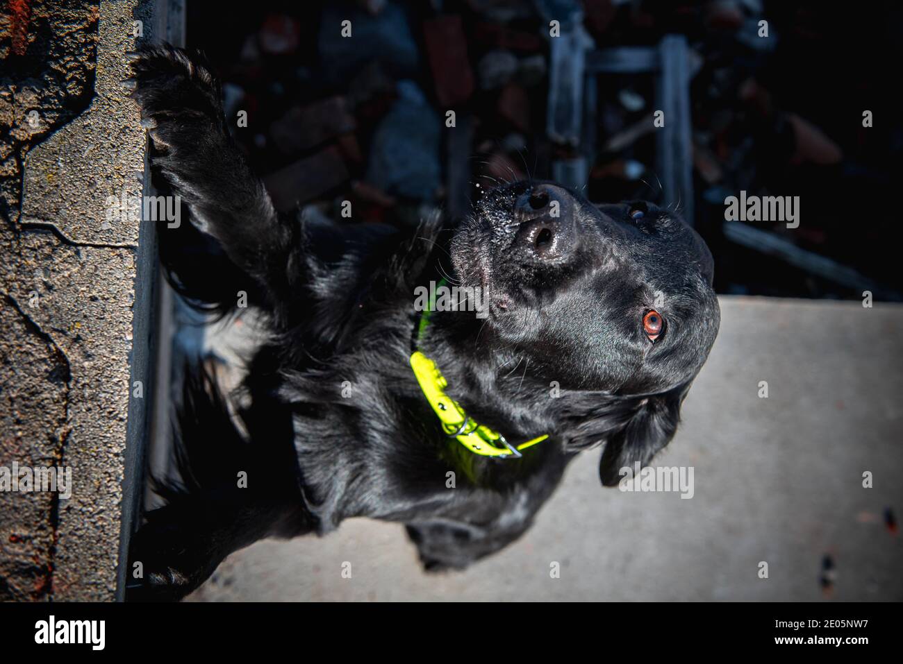 Perro buscando personas lesionadas en ruinas después del terremoto. Foto de stock