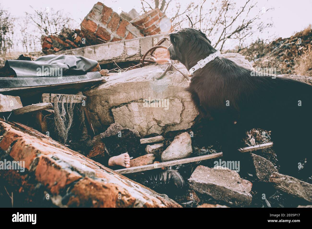 Perro buscando personas lesionadas en ruinas después del terremoto. Foto de stock