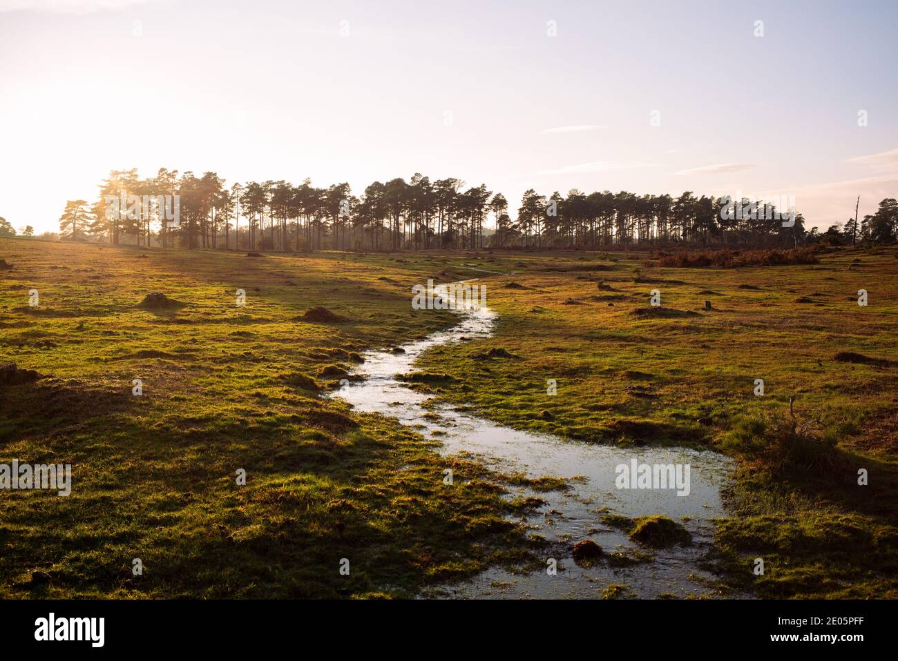 La nueva zona de conservación de bosques de Inglaterra de humedales y Mires. Esto es parte de la restauración del hábitat alrededor del Nuevo Bosque. Foto de stock