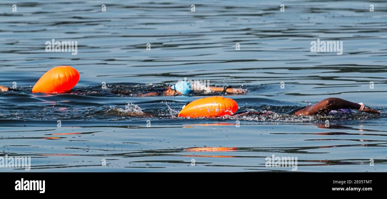 Dos mujeres nadando en el agua abierta, de izquierda a derecha, entrenamiento de triatlón con dispositivos de seguridad de flotación naranja atados. Foto de stock