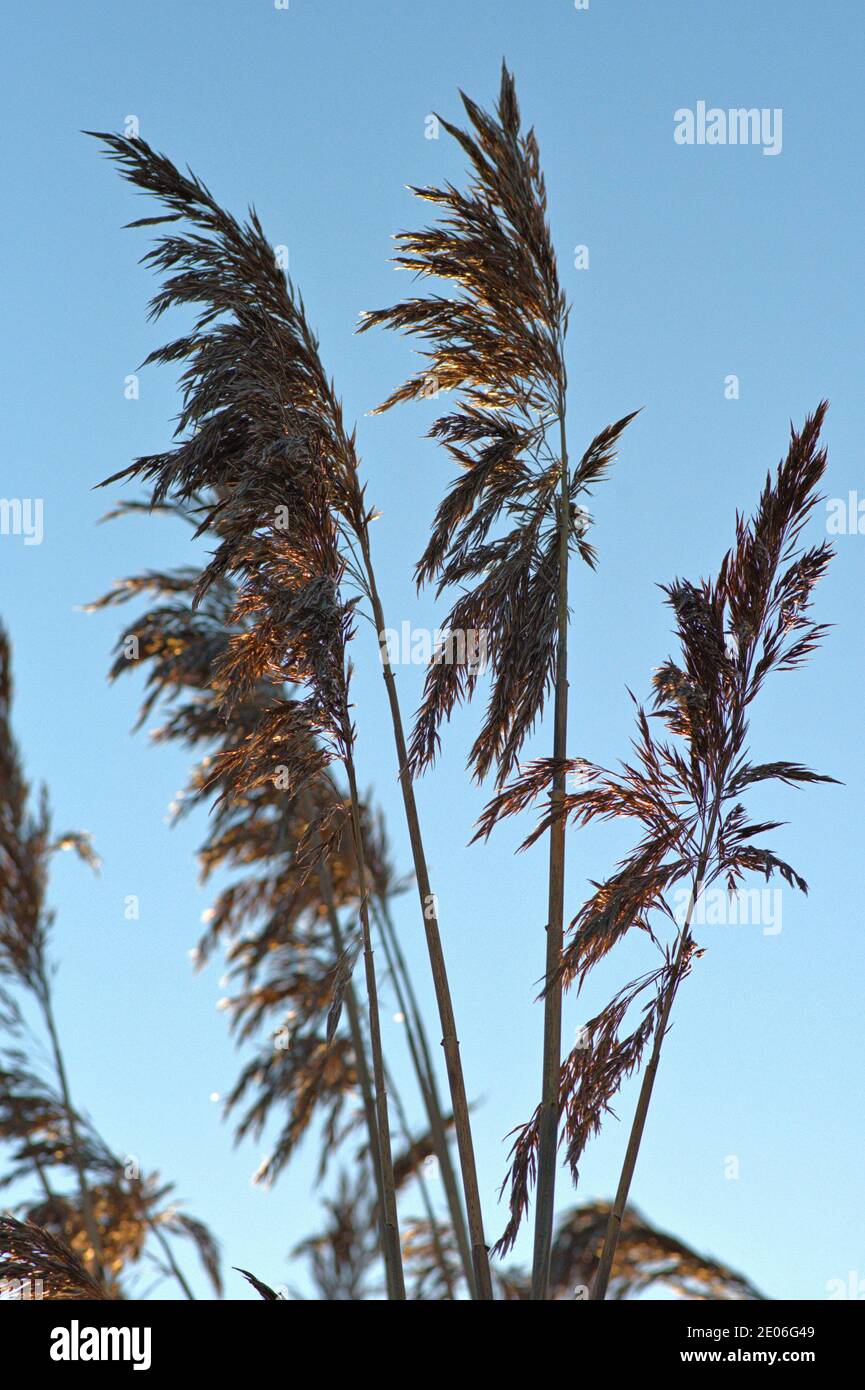 25 de diciembre de 2020, Reeds (Phragwithes) con Ahrchen en un soleado 1 Weihaftertstag en el Schlei en Schleswig. Monocotyledons, Commelinidae, orden: Pasto dulce (Poales), familia: Pasto dulce (Poaceae), subfamilia: Arundinoideae, género: Reed | uso en todo el mundo Foto de stock