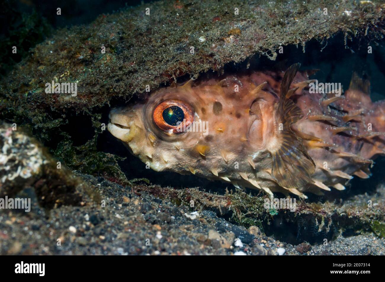 [Burfish orbicular Cyclichthys orbicularis] refugio en el lecho marino. Estrecho de Lembeh, al norte de Sulawesi, Indonesia. Foto de stock