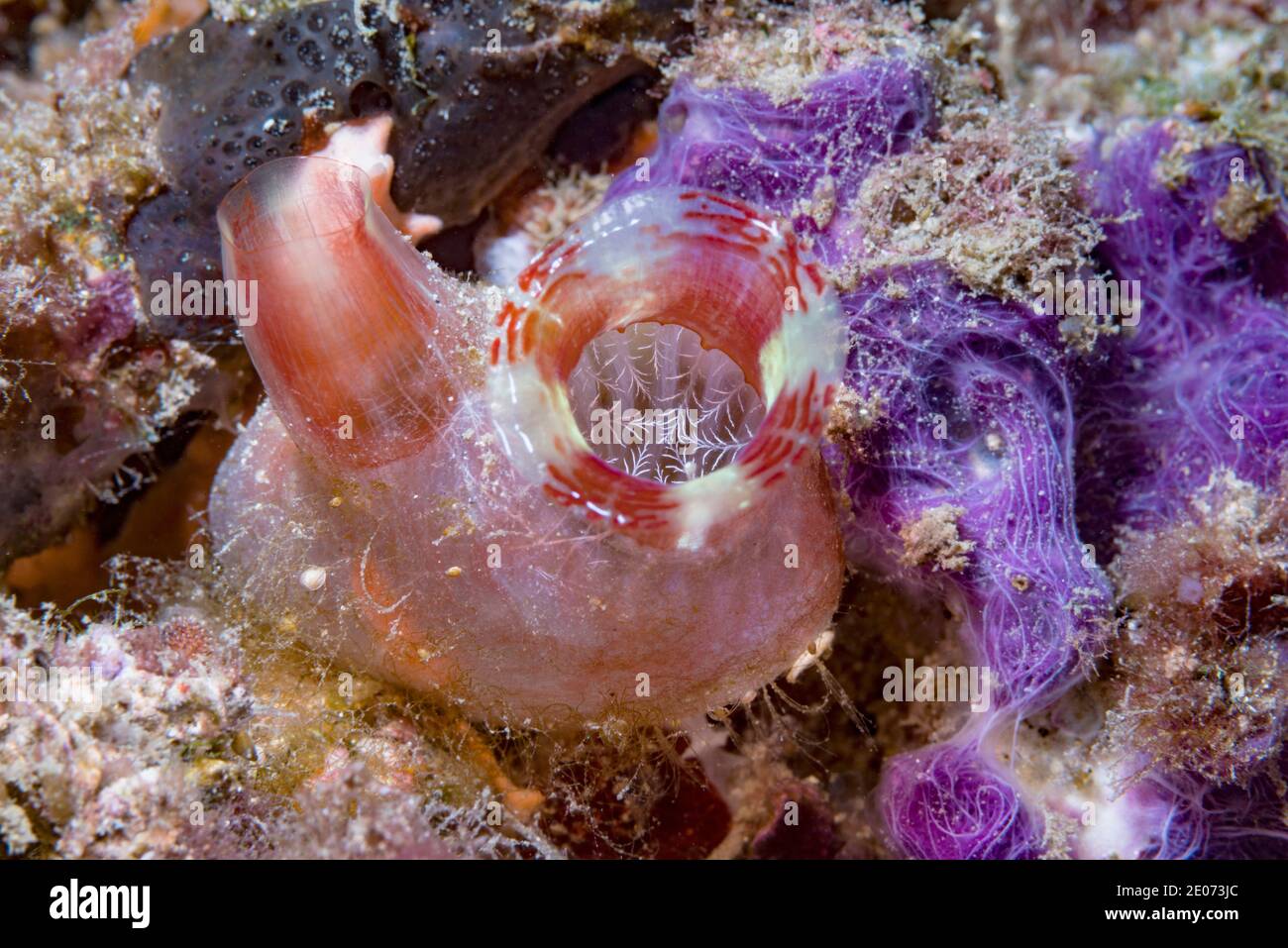 Esquirt de mar [Herdmania momus]. Estrecho de Lembeh, Sulawesi del Norte, Indonesia. Foto de stock