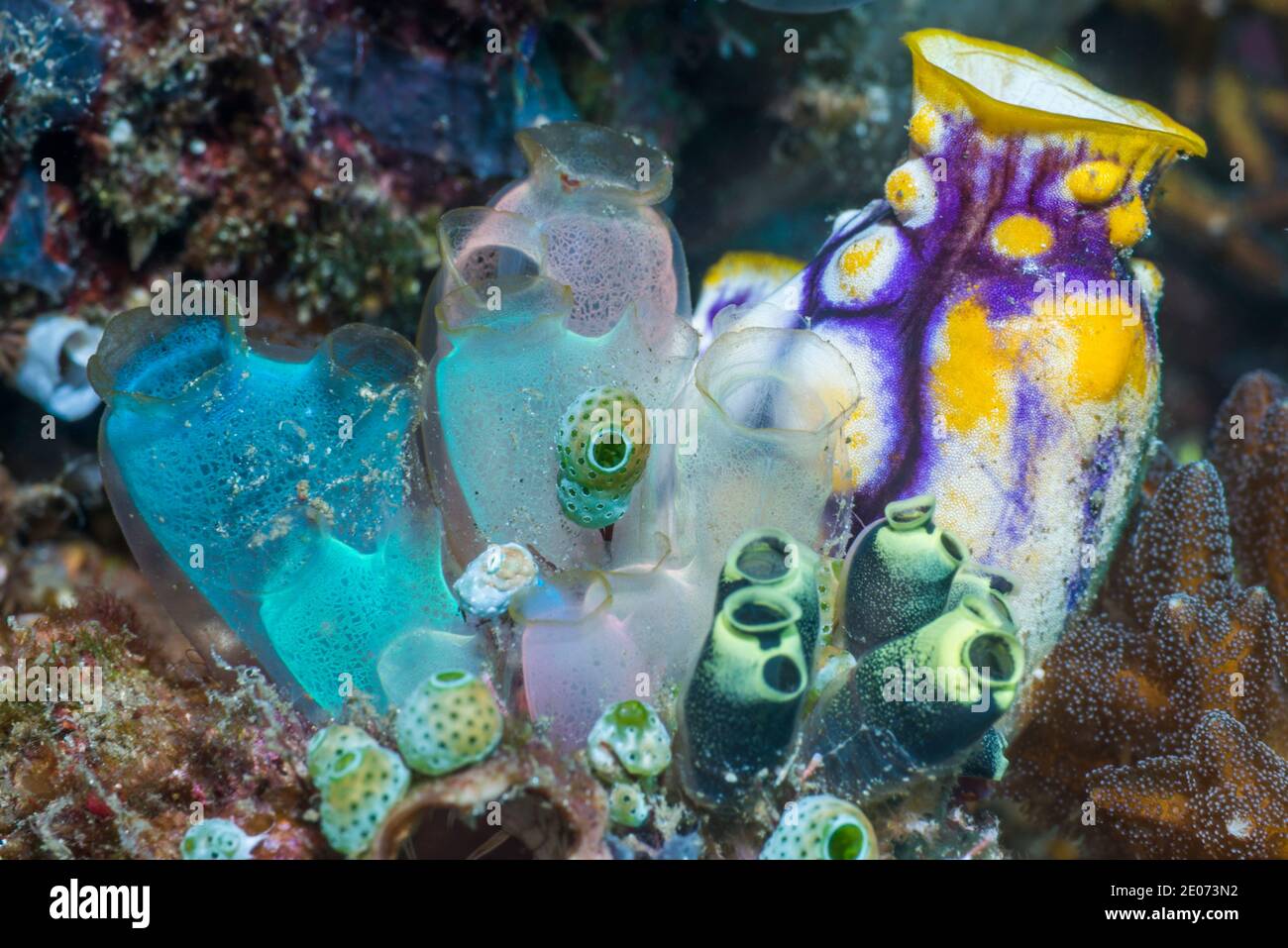Blue Club Tunicate [Rhopalaea crassa]. Estrecho de Lembeh, al norte de Sulawesi, Indonesia. Foto de stock
