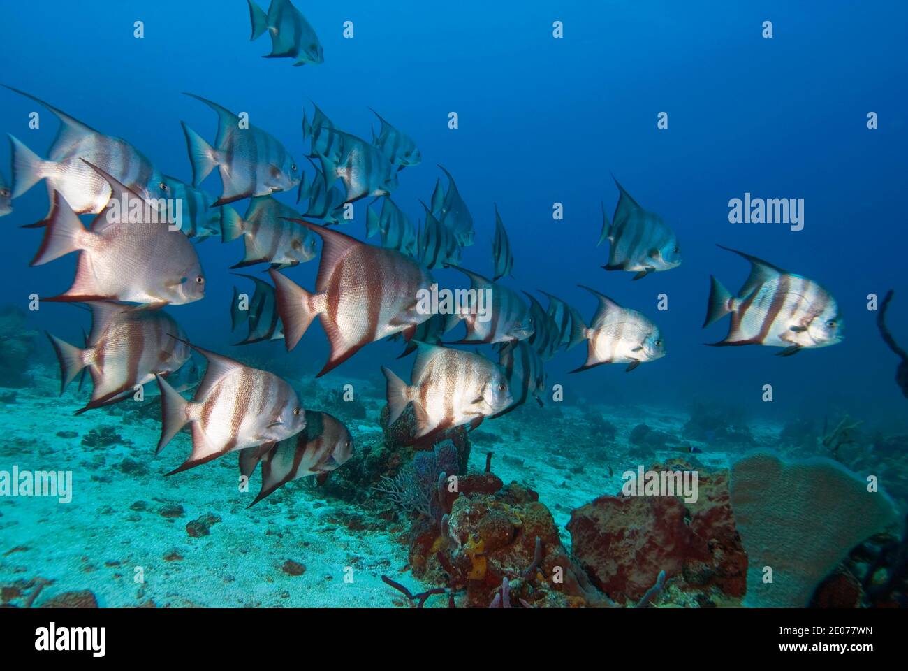 Spadefish Atlántico (Chaetodipterus faber), Roatán, Islas de la Bahía, Honduras, Caribe Foto de stock