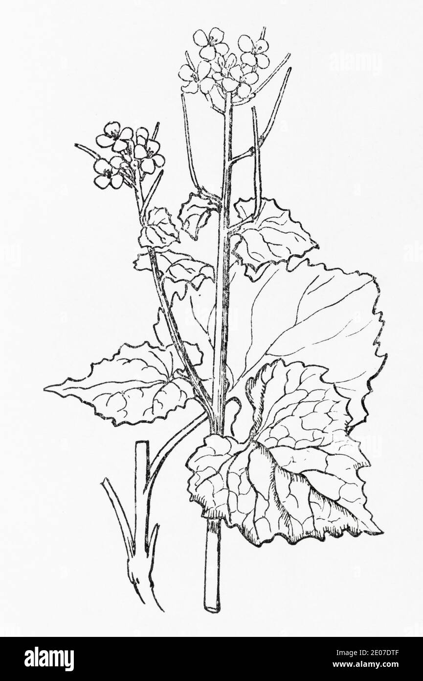 Grabado de la antigua ilustración botánica de la mostaza de ajo, ajo de hedge / Alliaria petiolata. Planta herbaria medicinal tradicional. Ver Notas Foto de stock