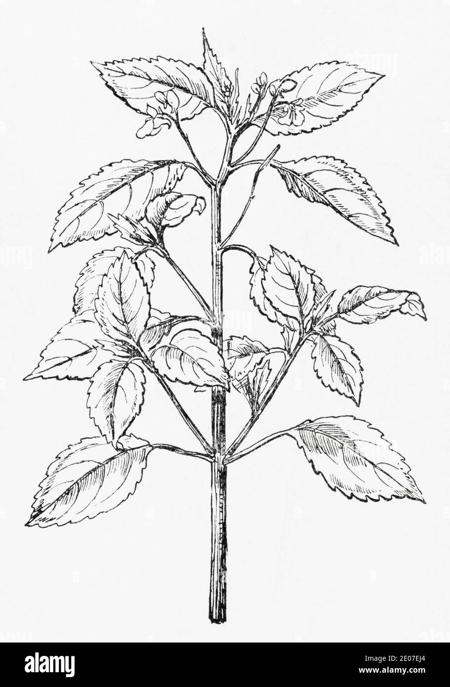 Antiguo grabado de ilustración botánica de Balsam de flores pequeñas / Impatiens parviflora. Planta herbaria medicinal tradicional. Ver Notas Foto de stock