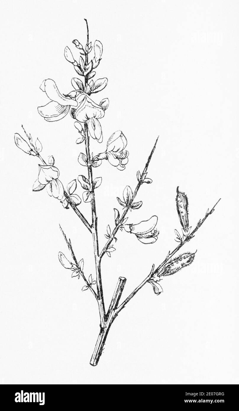 Antiguo grabado de ilustración botánica de Broom / Cytisus scoparus. Planta herbaria medicinal tradicional. Ver Notas Foto de stock