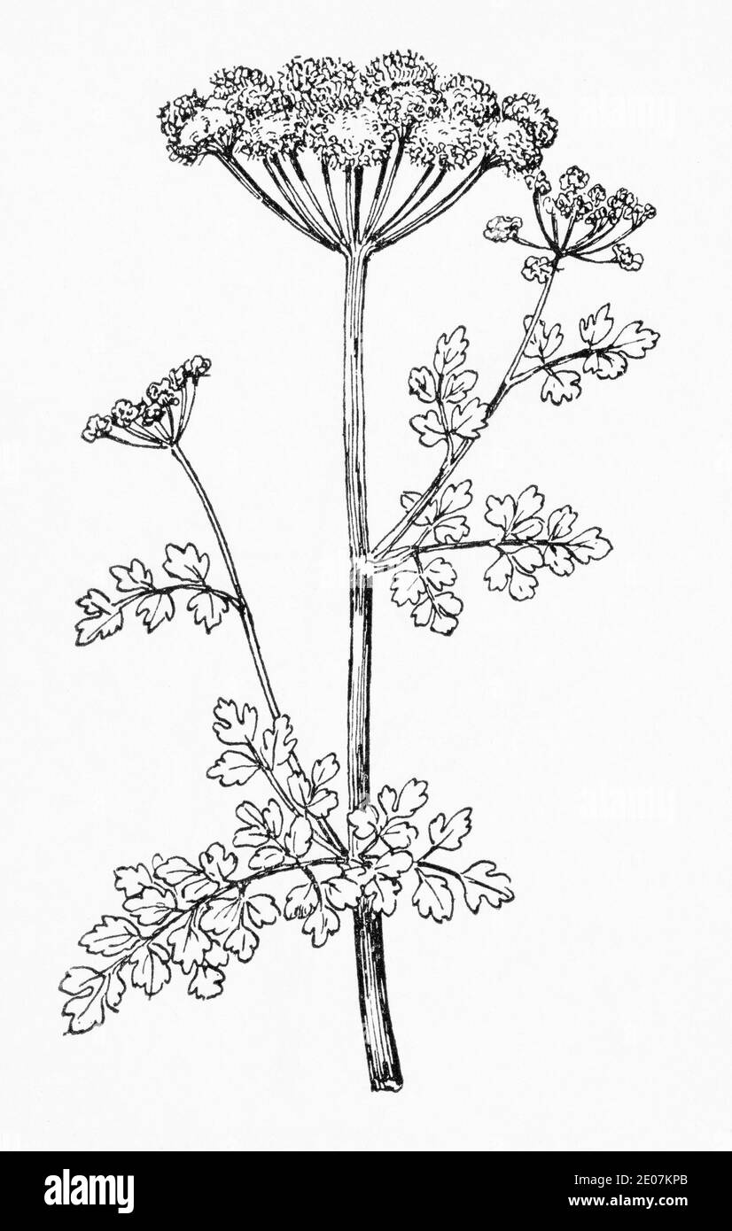 Antiguo grabado de ilustración botánica de Hemlock agua Dropwort / Oenanthe crocata. Dibujos de abusadores británicos venenosos. Ver Notas Foto de stock