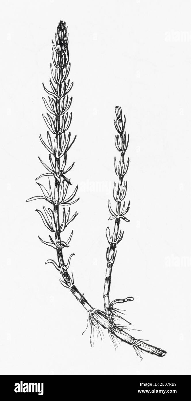 Antiguo grabado de ilustración botánica de Marestail común / Hippuris vulgaris. Planta herbaria medicinal tradicional. Ver Notas Foto de stock