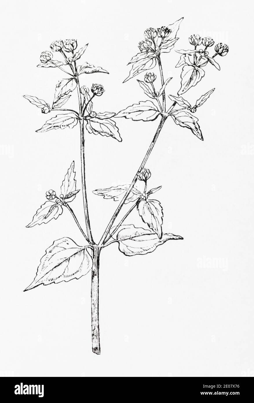 Grabado de ilustración botánica de Galant Soldier / Galinsoga parviflora. Planta herbaria medicinal tradicional. Ver Notas Foto de stock