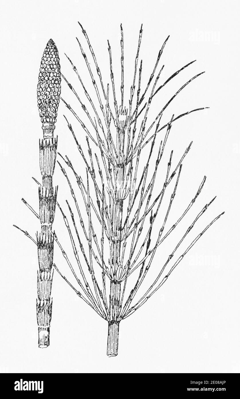 Antiguo grabado de ilustración botánica de la Gran cola de caballo / Equisetum telmateia. Planta herbaria medicinal tradicional. Ver Notas Foto de stock