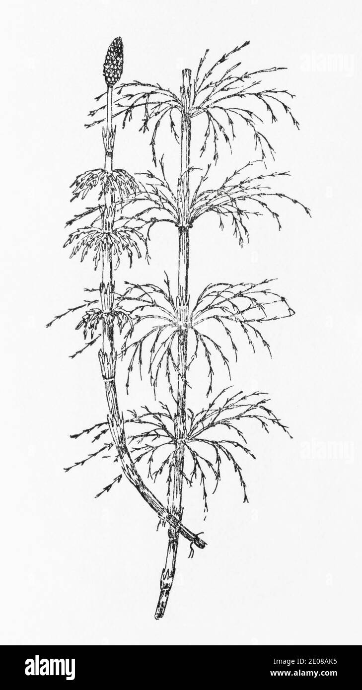Antiguo grabado de ilustración botánica de Horsetail de Madera / Equisetum sylvaticum. Planta herbaria medicinal tradicional. Ver Notas Foto de stock