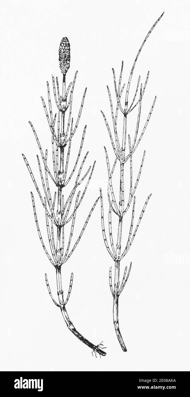 Grabado de la antigua ilustración botánica de la cola de caballo de Marsh / Equisetum palustre. Planta herbaria medicinal tradicional. Ver Notas Foto de stock