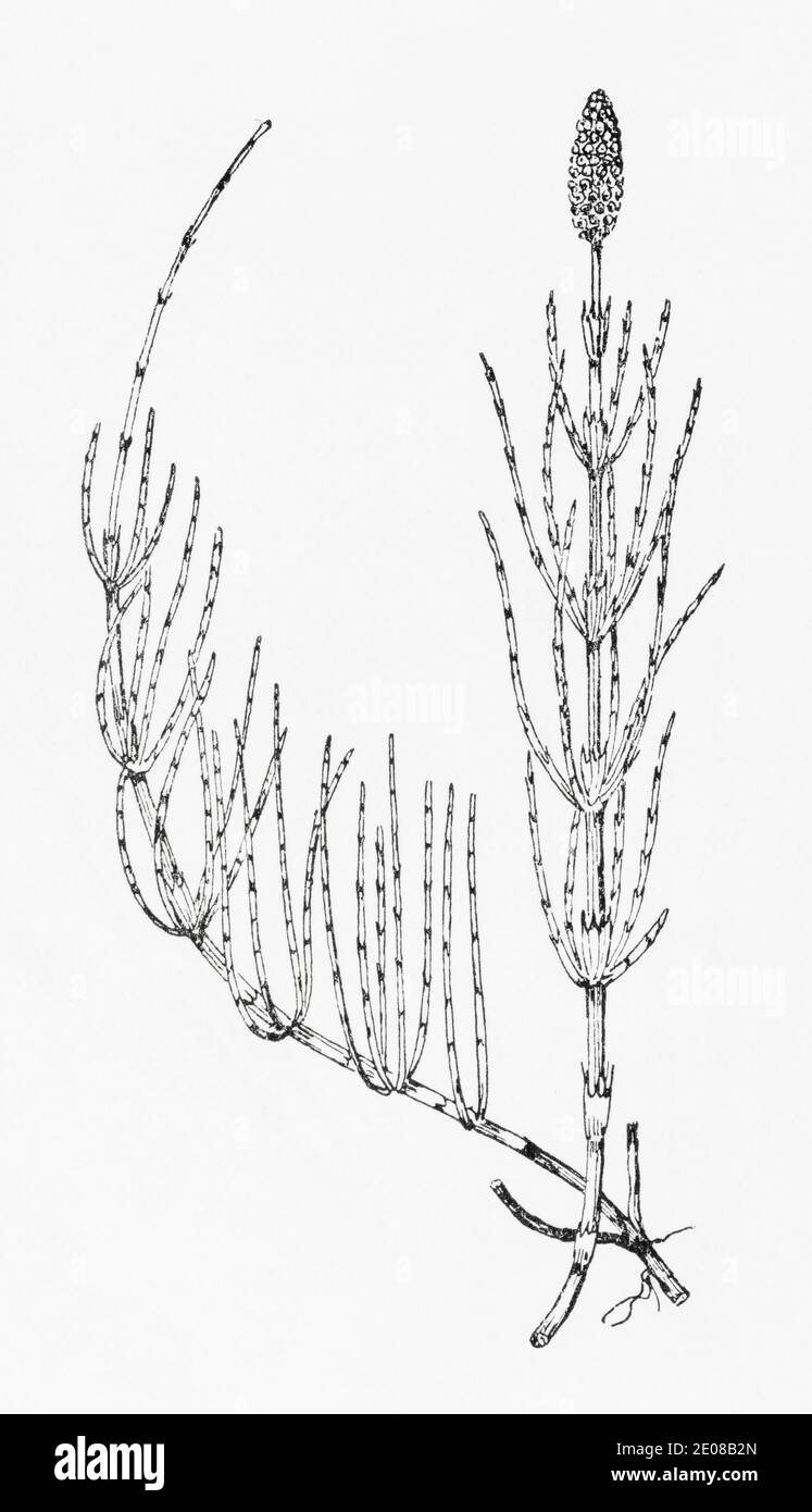Antiguo grabado de ilustración botánica de Horsetail de campo / Equisetum arvense. Planta herbaria medicinal tradicional. Ver Notas Foto de stock