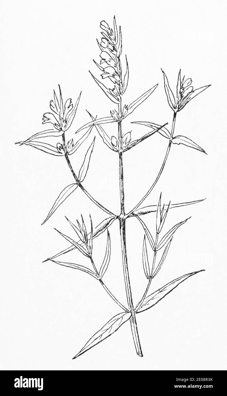 Antiguo grabado de ilustración botánica de trigo de vaca común / Melampyrum pratense, Melampyrum vulgatum. Planta herbaria medicinal tradicional. Ver Notas Foto de stock
