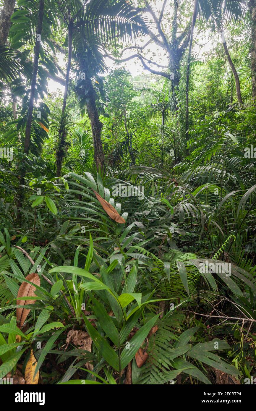 Selva profunda cerca de la cascada de Ngardmau, selva tropical en la montaña, Ngardmau, Isla de Babeldaob, Palau, Micronesia, Oceanía Foto de stock