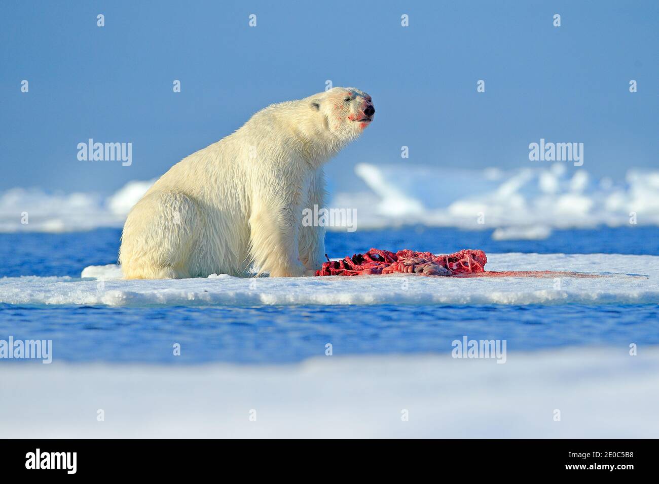 Polar bear skeleton fotografías e imágenes de alta resolución Alamy