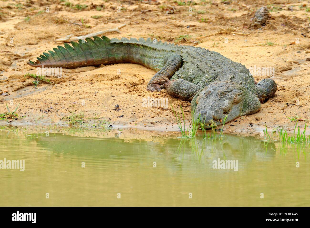 Cocodrilo grande de Mugger Crocodylus palustris relajante en el barro junto  al río, Sri Lanka. Lagarto grande cerca del agua Fotografía de stock - Alamy