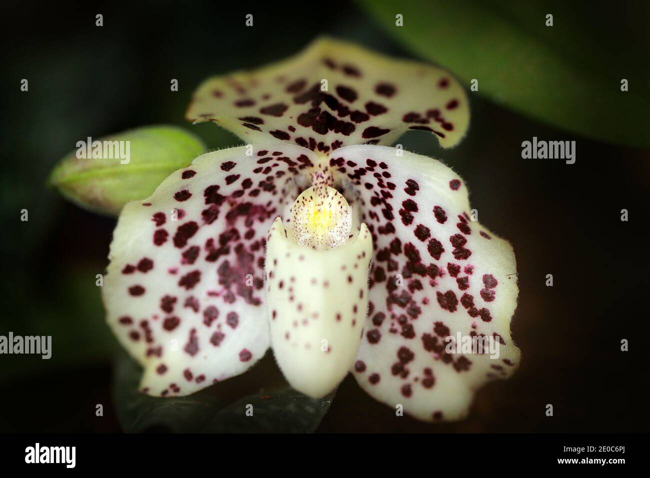 Orquídea silvestre Paphiopedilum wenshanense, Yunnan China, arbustos de  laderas verdes. Hermoso florecimiento de orquídeas, detalle de primer  plano. Flores silvestres de América del Sur. N Fotografía de stock - Alamy