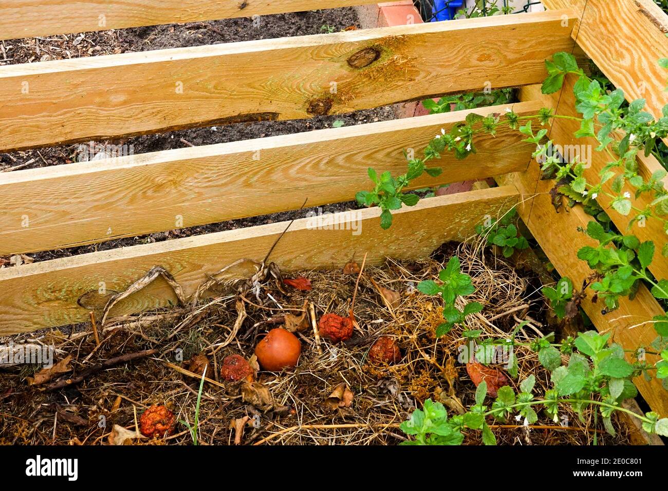 Cubo de compost de madera en un jardín de asignación de madera de compost bin Foto de stock