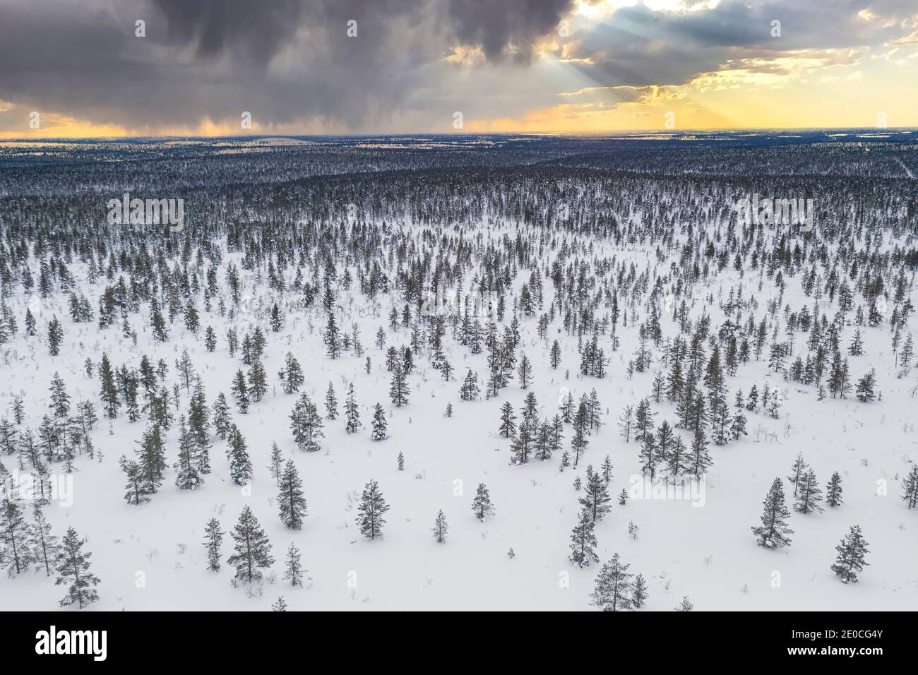 Árboles en el paisaje nevado del Parque Nacional Urho Kekkonen al atardecer, vista aérea, Saariselka, Inari, Laponia, Finlandia, Europa Foto de stock