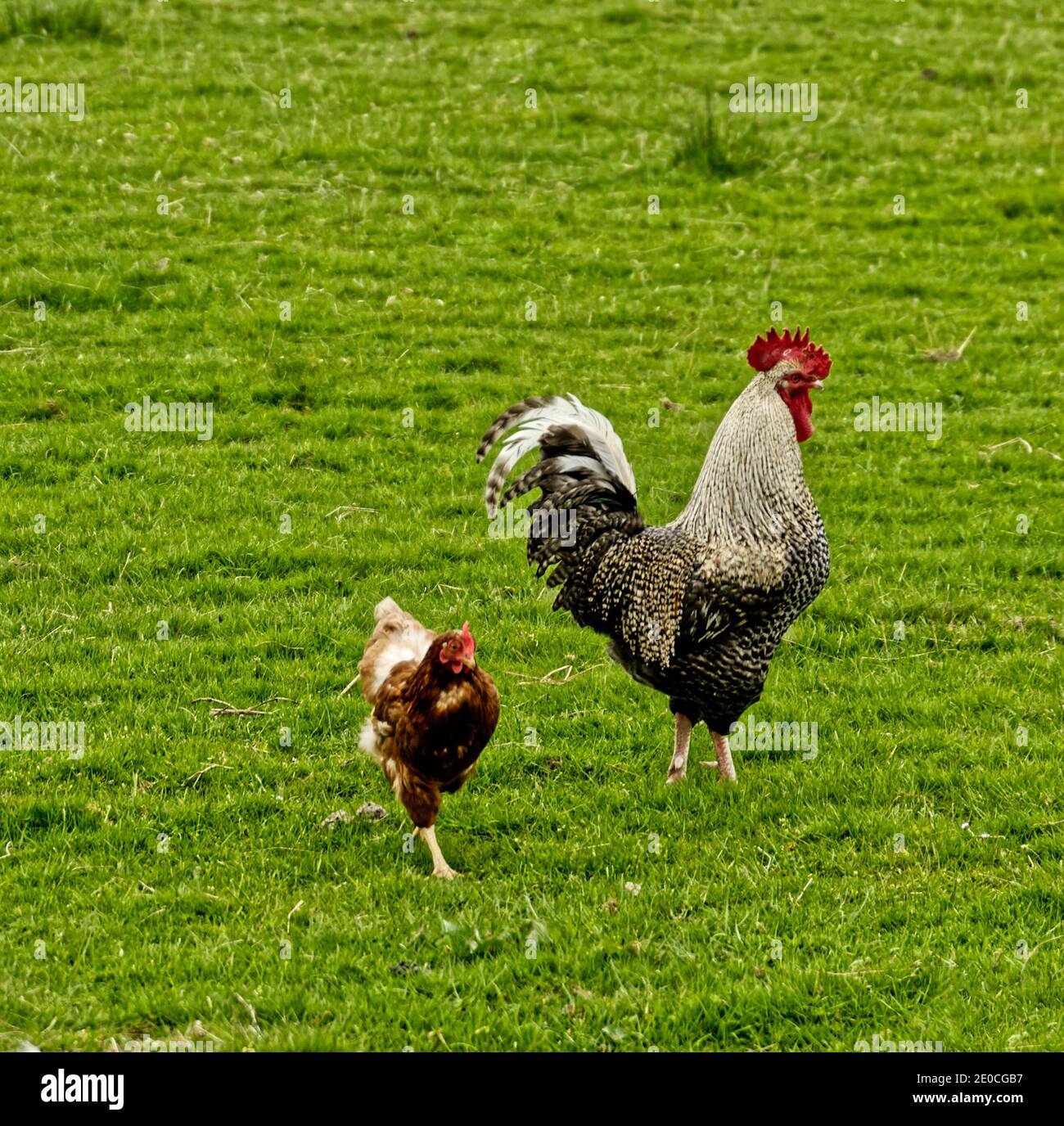 Cortadora de gallina con pollo Foto de stock