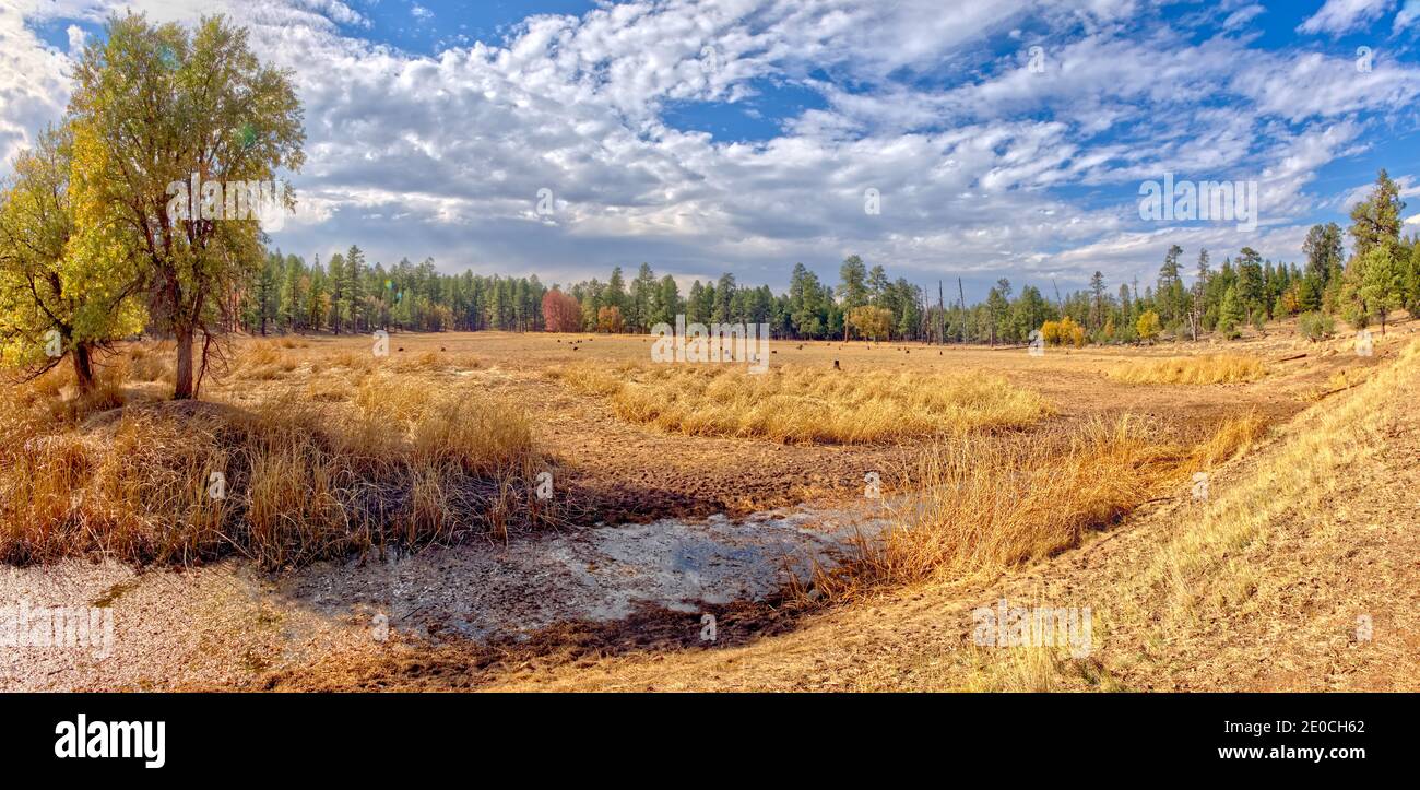 Pastizales que solían ser el lago J D Dam, secos debido a una sequía en Arizona, Kaibab National Forest, al sur de Williams, Arizona Foto de stock