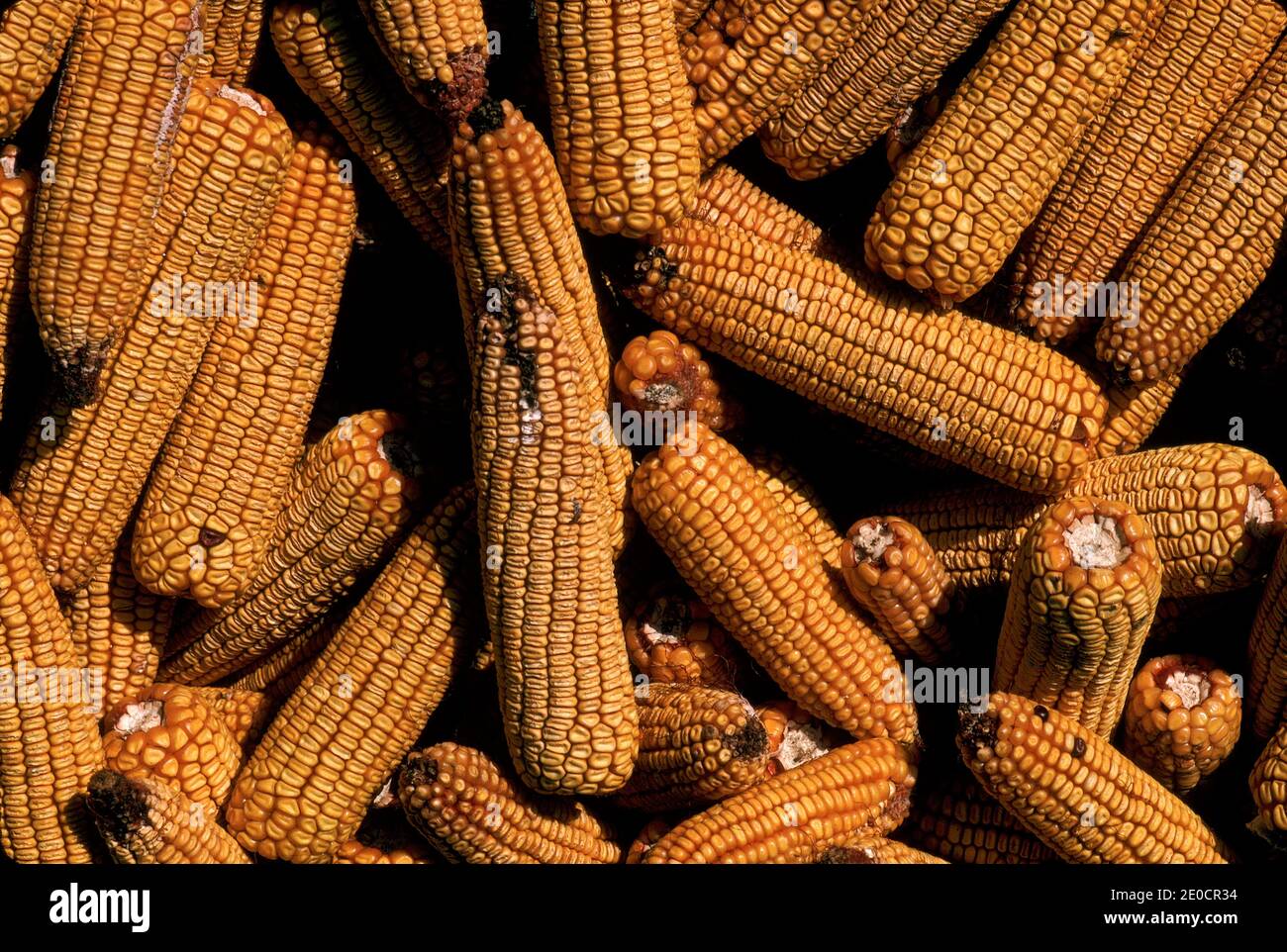 España/ Galica/Norte de España/ mazorcas de maíz Foto de stock