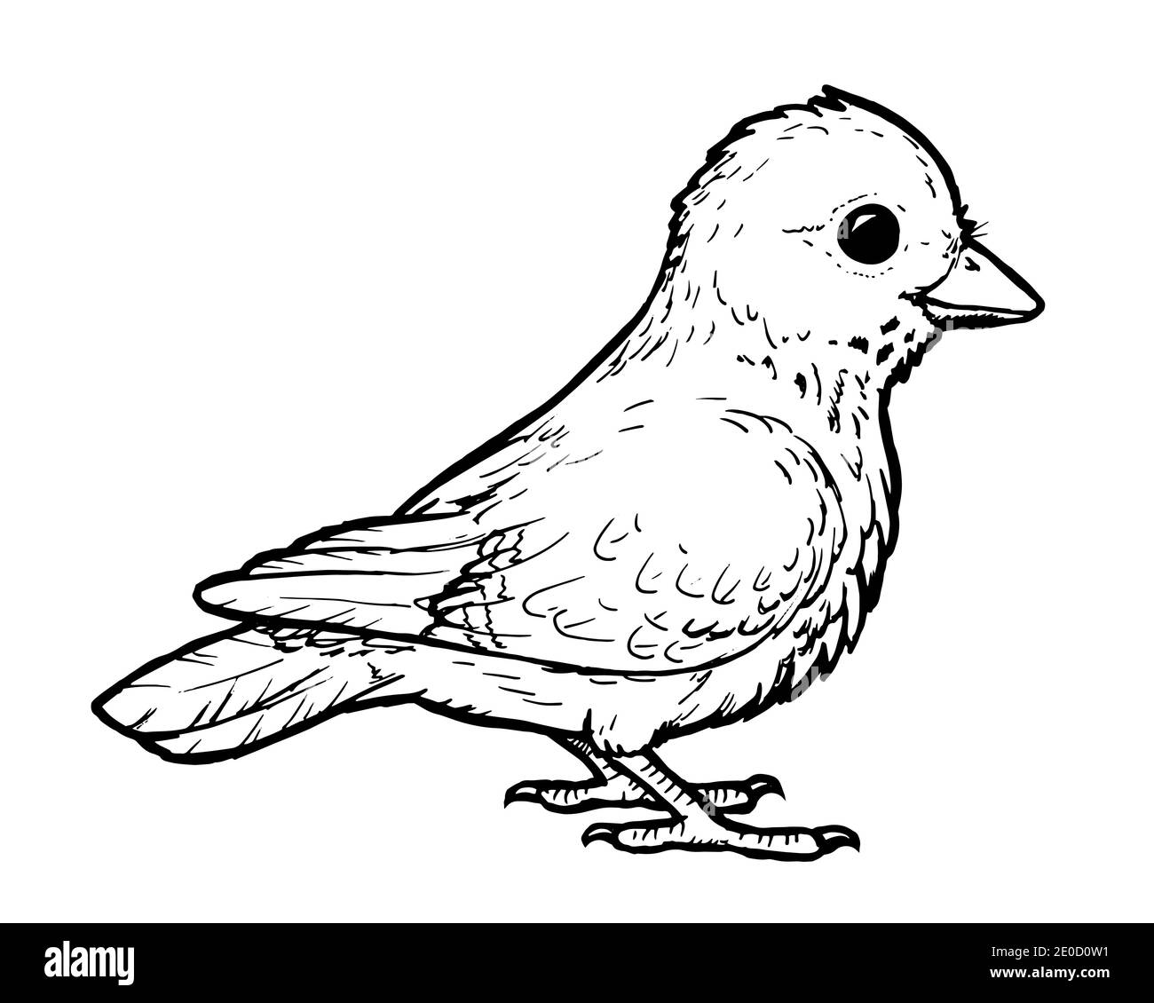 Dibujo de pájaro - dibujo a mano de animal Imagen Vector de stock - Alamy