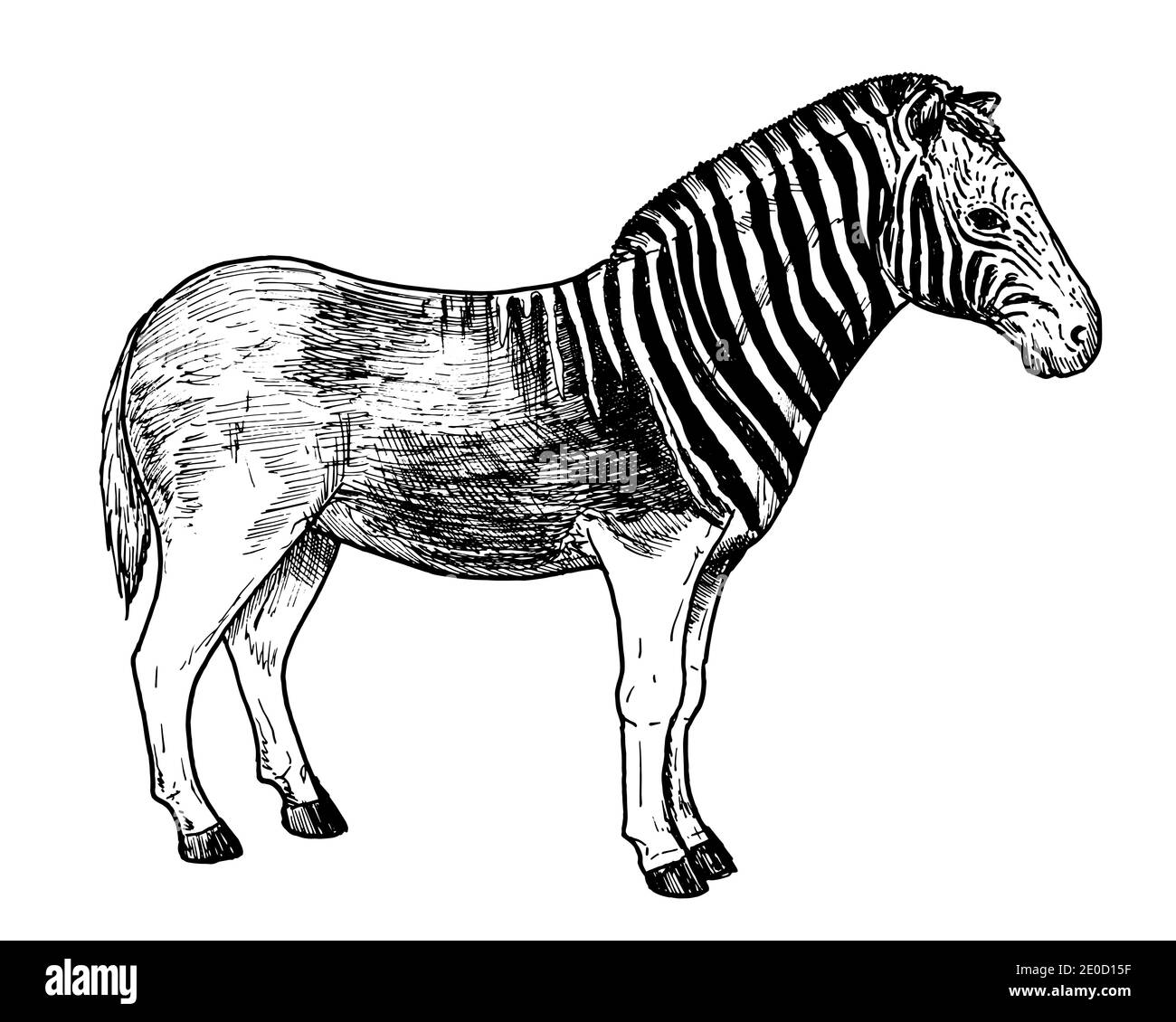 Dibujo de Quagga dibujo manual de mamífero africano extinto Imagen