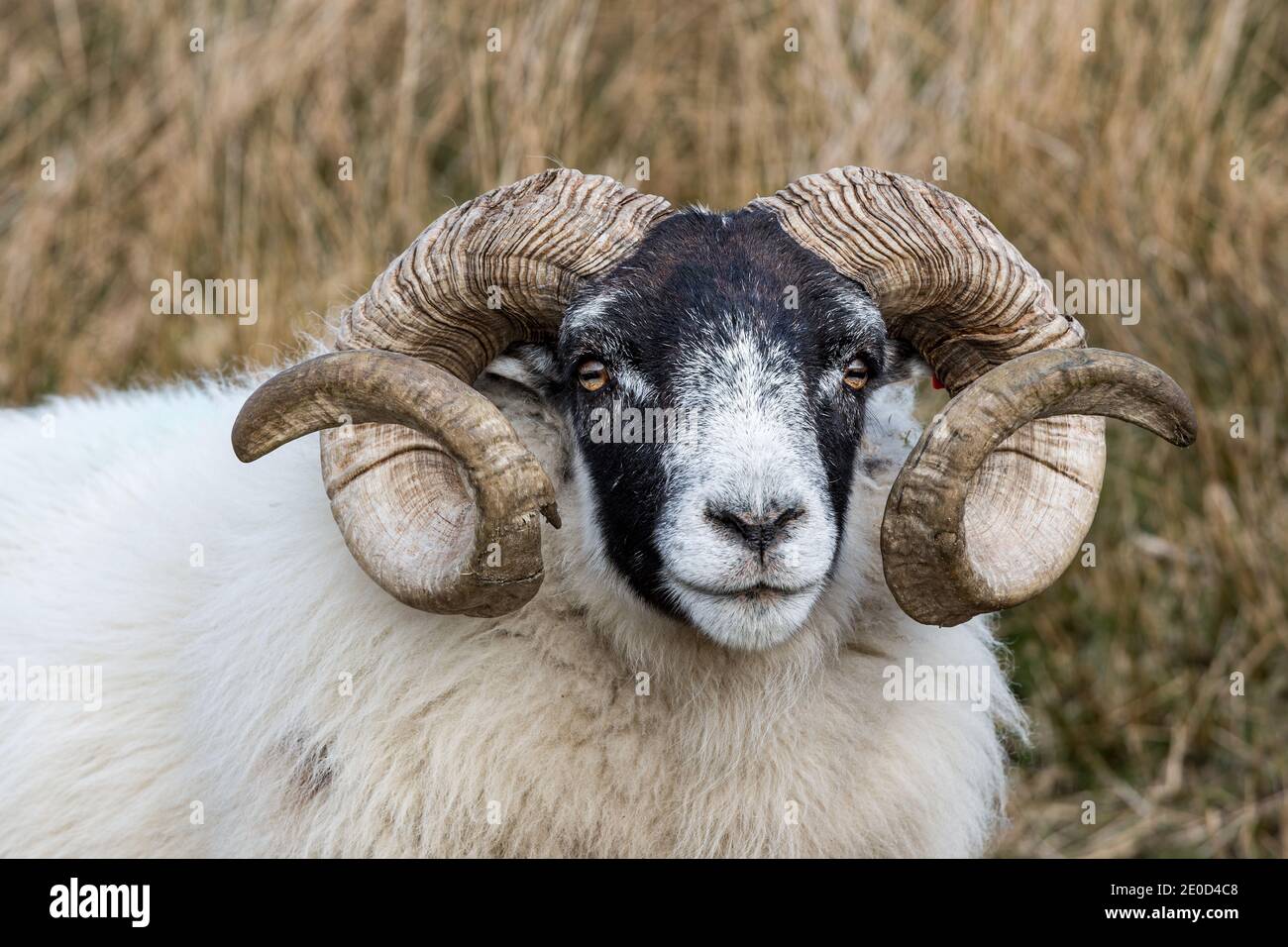 Primer plano de una oveja escocesa Blackface Escocia Reino Unido Foto de stock
