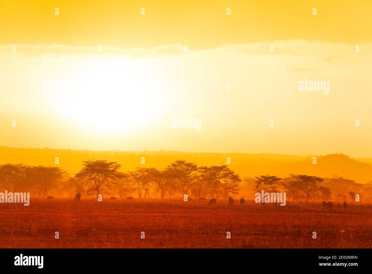 Verano amarillo color paisaje nocturno con muchos animales en Kenia sabana Foto de stock