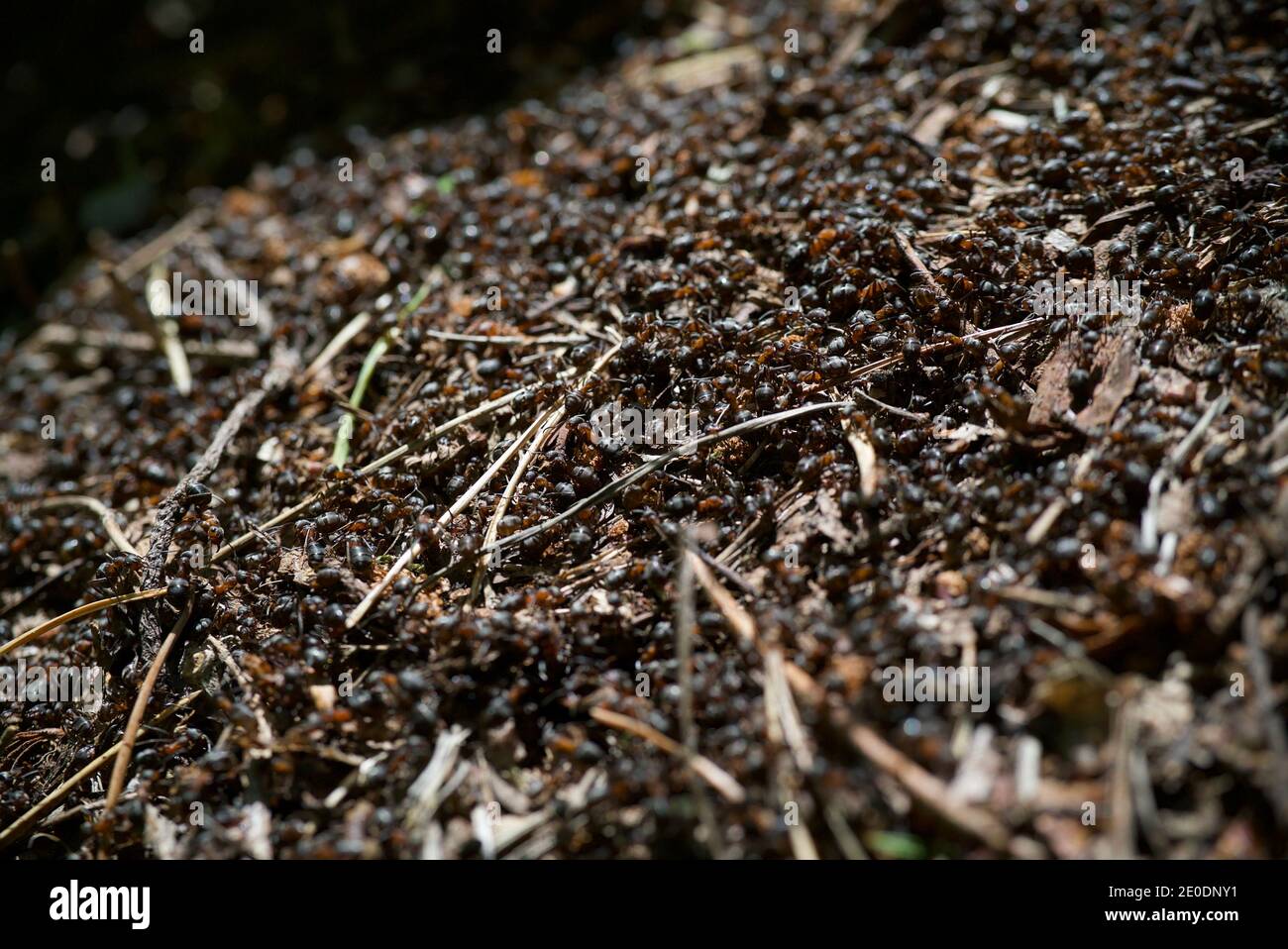 Nido de madera roja Ant (formica rufa) en el Reino Unido, hecho de agujas de pino y hojas, de cerca utilizando una lente macro que muestra las hormigas obreras Foto de stock