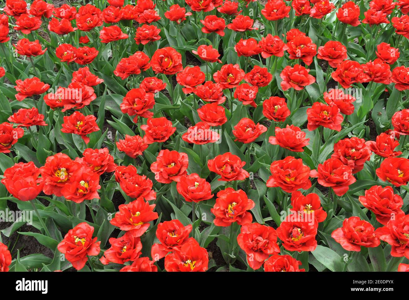 Rojo peony-florido doble tulipanes tempranos (Tulipa) Elisabeth florecen en un jardín en abril Foto de stock