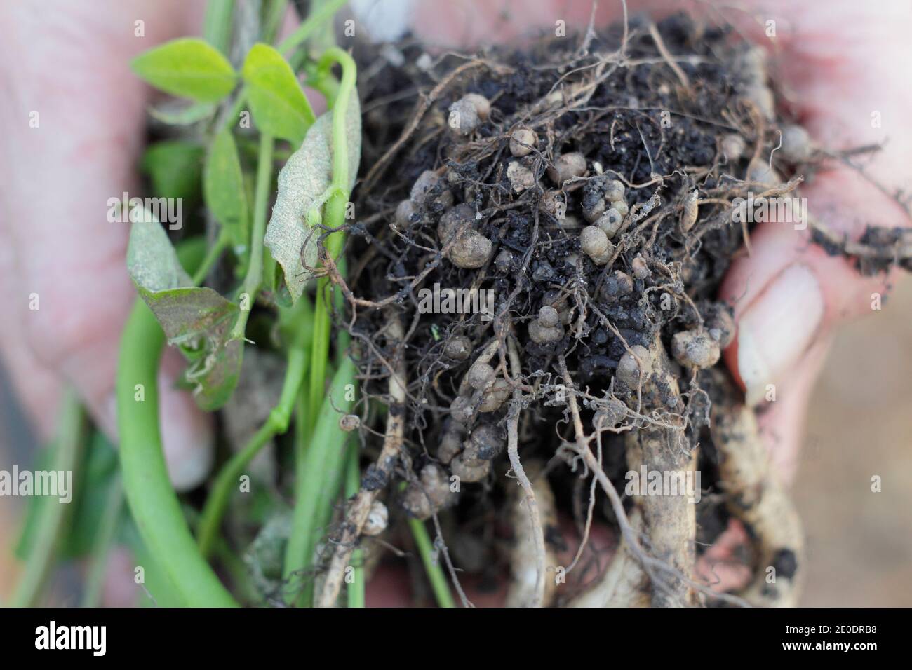 Fijación de nitrógeno. Los nódulos fijadores de nitrógeno en el sistema radicular de una planta de fríjol desarrollado en relación simbiótica con bacterias del suelo, rizobios. Foto de stock