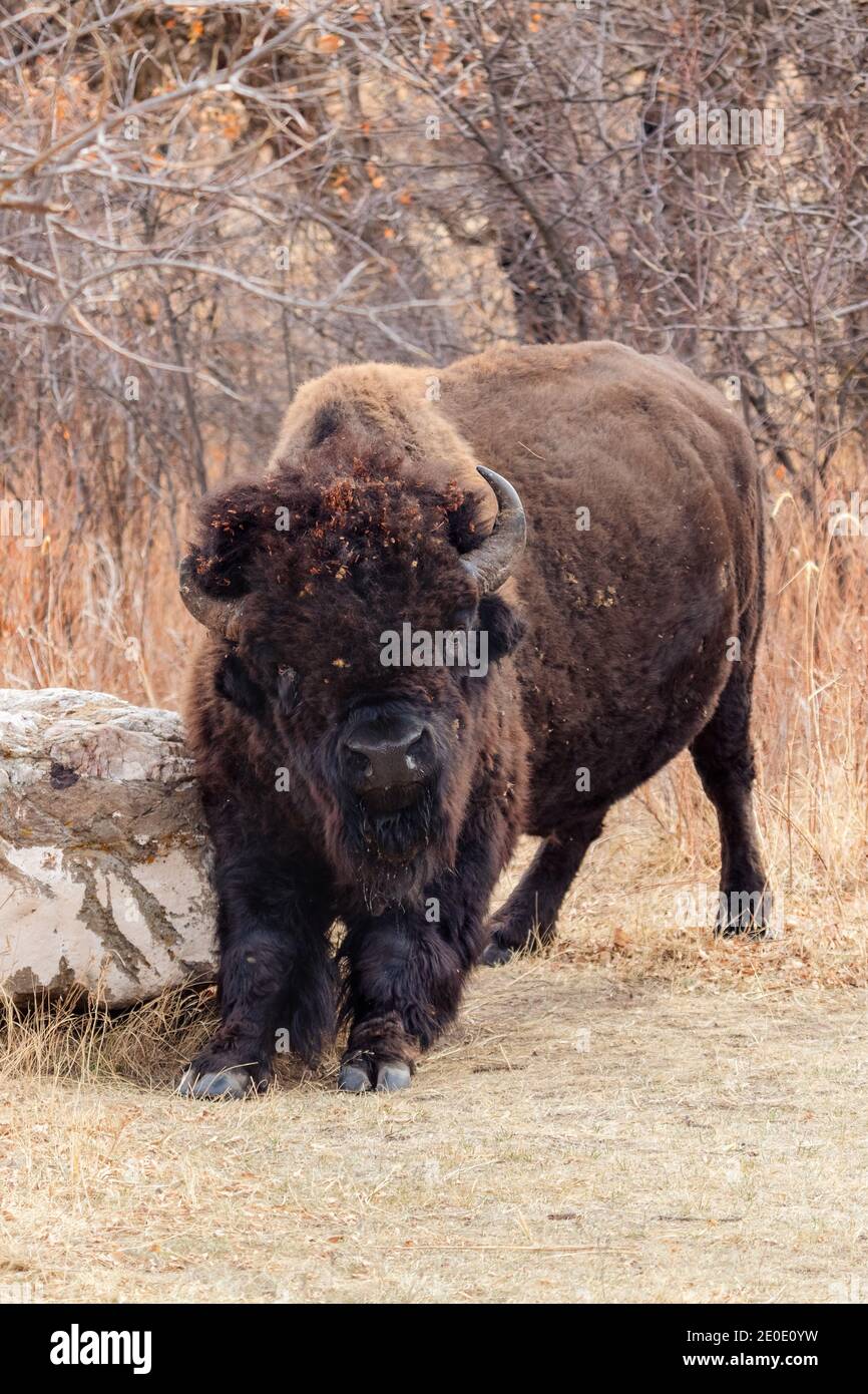 American Bison en el Parque Estatal Custer, Dakota del Sur Foto de stock