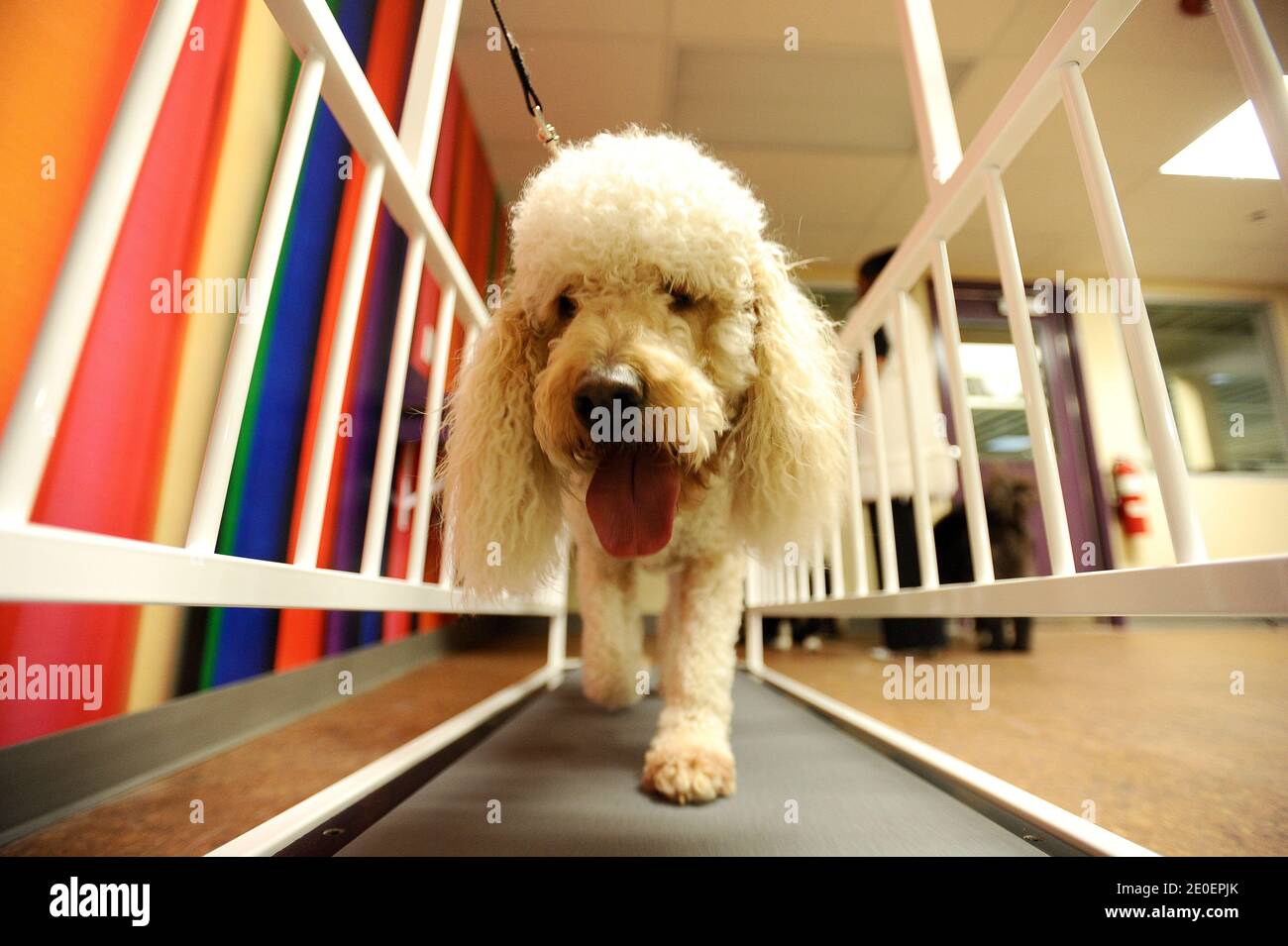 Pooch Hotel Hollywood gran apertura. El hotel ofrece Iluminación